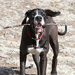I love sticks