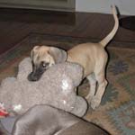 Whose teddy?