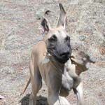 Flying ears