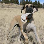 The big bone