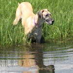 Wading