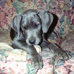 Puppy
