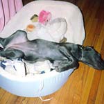 Bed confusion