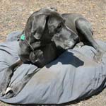 Outdoor bed