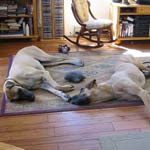 Apr�s play